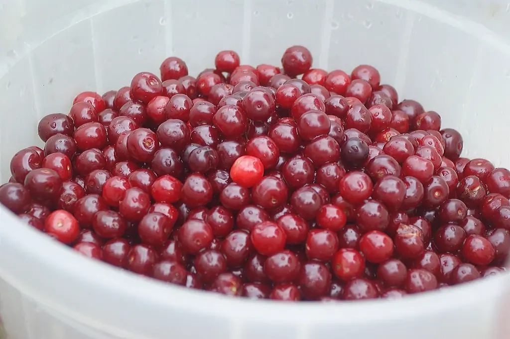 Helle Schüssel voller Cranberrys